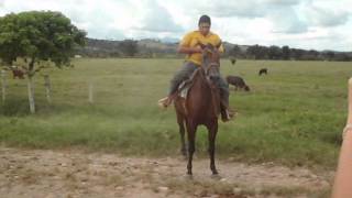 preview picture of video 'Entrenando el caballo kiriku'