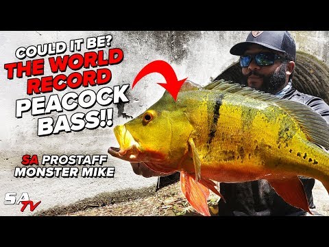 SA Co | Monster Mike Lands A Potential Peacock Bass Record SA Tacklebox