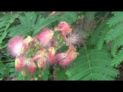 download lagu mp3 mp4 Chinese Mimosa Tree, download lagu Chinese Mimosa Tree gratis, unduh video klip Chinese Mimosa Tree