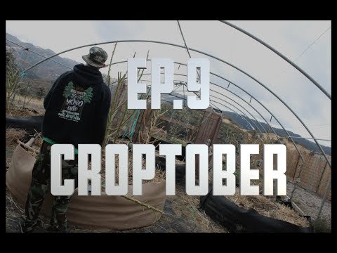 THE MOUNTAIN PROJECT Ep. 9 (Croptober)