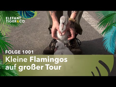 Wandertag (Folge 1001) | Elefant, Tiger & Co. | MDR