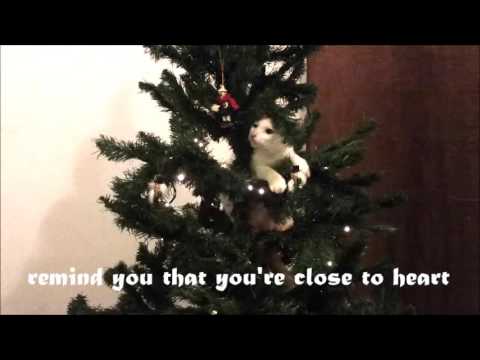 Cats and Christmas Trees - Irresistible!