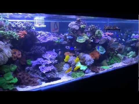 The Coral Shop Display Tank - 2000L SPS Reef Tank