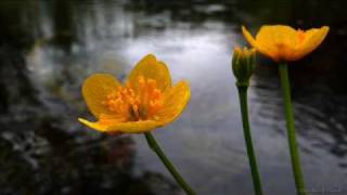 John Tesh - I Will Always Love You