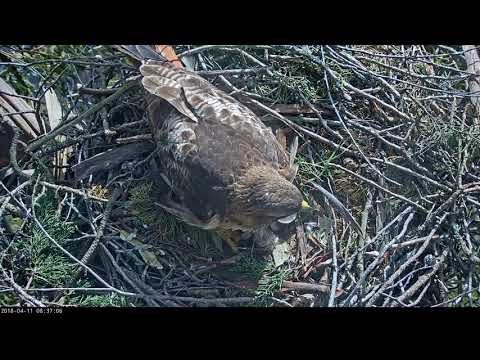 03-11-18 Presidio Red-tailed hawk; hatch day baby #1, part 1.