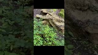 Download lagu Fosil Tyrannosaurus Rex di temukan #shorts mp3 Download lagu Fosil Tyrannosaurus Rex di temukan #shorts mp3