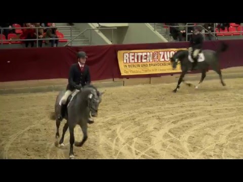 Cloud number nine Hengstpräsentation 2016