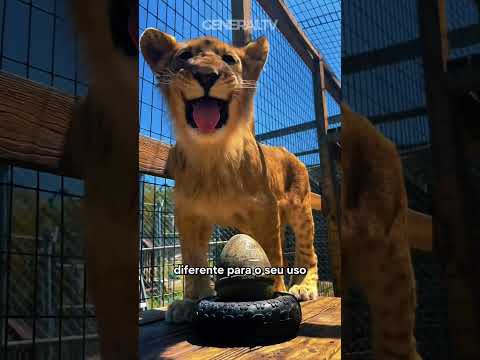 Ninguém esperava essa reação do felino 🌿