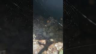 Original Dreamcatcher🕸️