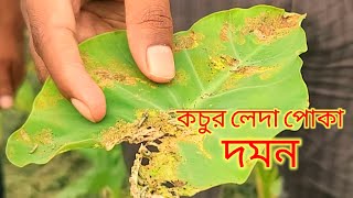 কচুর লেদা পোকা দমন পদ্ধতি