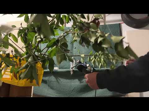 The Leaf O Matic 5000 V1 - Trying to Record Leafy Ambient Sounds