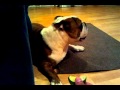 Pumba Running Away From The Lemon