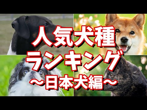 犬とその特徴