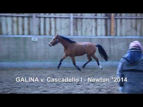 Holsteiner Stute GALINA v. Cascadello I - Newton *2014
