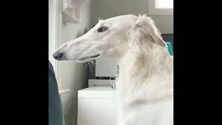 Cover art for let me do it for you