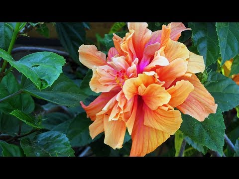 Double Hibiscus