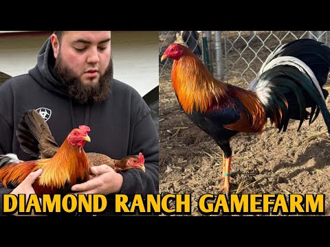 Sweater Kelso Yellow leg hatch - DIAMOND RANCH FARM