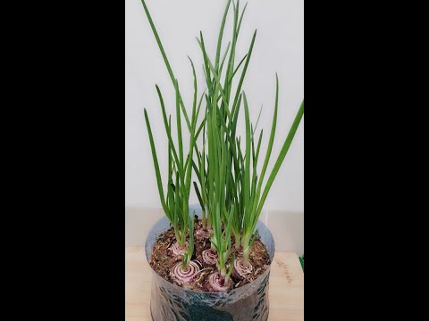, title : 'Amazing Method for Grow Green Onions in Plastic Bottle at Home #shorts #garden #trending'