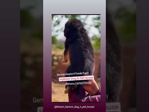 German shepherd Puppy #Hariom Dog & Pet House. #mehsana Call 9327555155