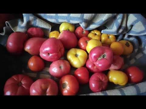 Как получить супер элитные семена помидор в домашних условиях своими руками.#Помидоры #Семена_томат