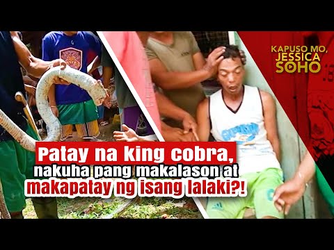 Patay na king cobra, nakuha pang makalason at makapatay ng isang lalaki?! | Kapuso Mo, Jessica Soho