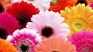 Roberto Carlos  -   Estas Tan Linda  (Voce e Linda)