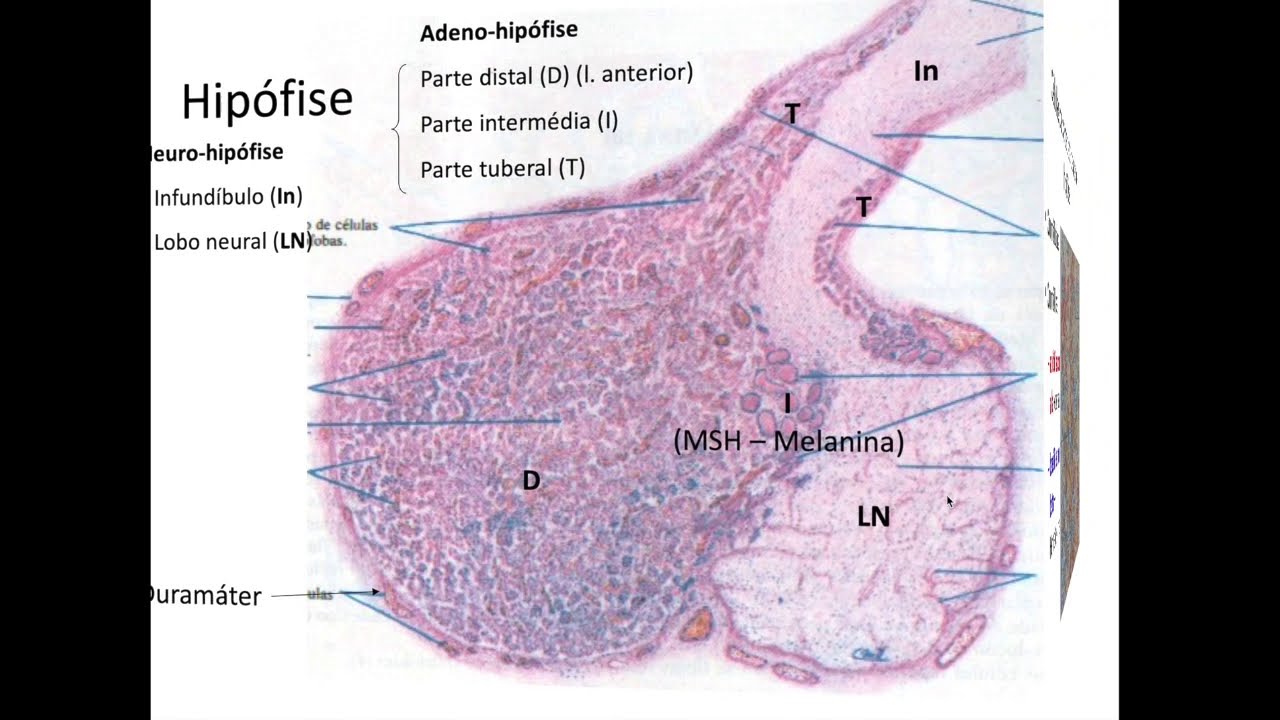 Histologia do Sistema Endócrino