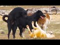 Dogs Mating Dog Sex Dogs Meeting 2021 Animals Marron