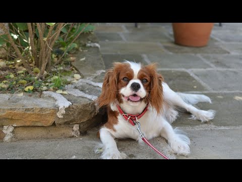 What is the best diet for a Cavalier King Charles Spaniel?
