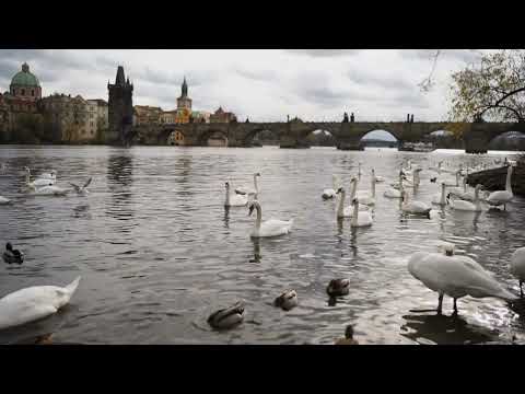 mixkit swans swimming on the banks of a river 4682 full hd