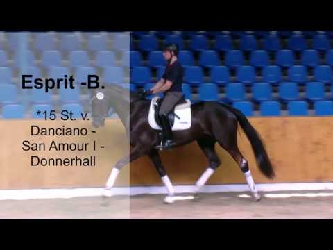 3j St v Danciano x San Amour I x Donnerhall 2018