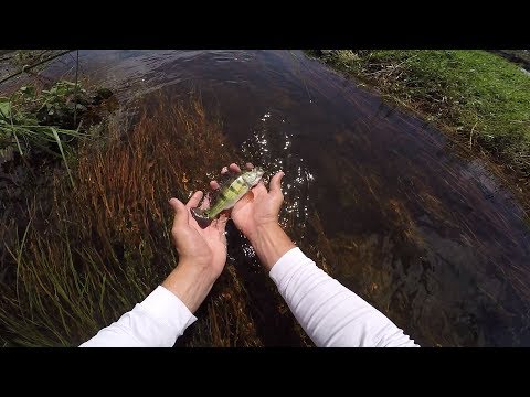 Crystal CLEAR Ditch Fishing In The Street