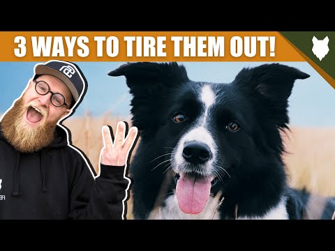 3 Tips To Tire Out Your BORDER COLLIE Puppy