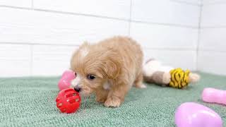 ハーフ犬の動画01