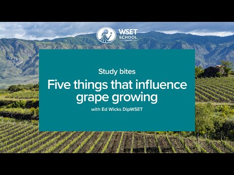 Study bites: five things that influence grape growing (WSET Level 3 wine)