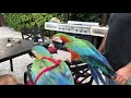 Hope Catalina macaw  MEETS Rocky Harlequin macaw MCCOHEN