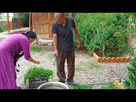 Mint extraction ! Cooking a simple local Iranian breakfast . Village life
