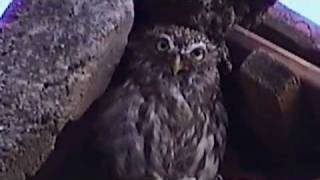 preview picture of video 'Ornithologie - Was ist das für eine Eule (2003)'