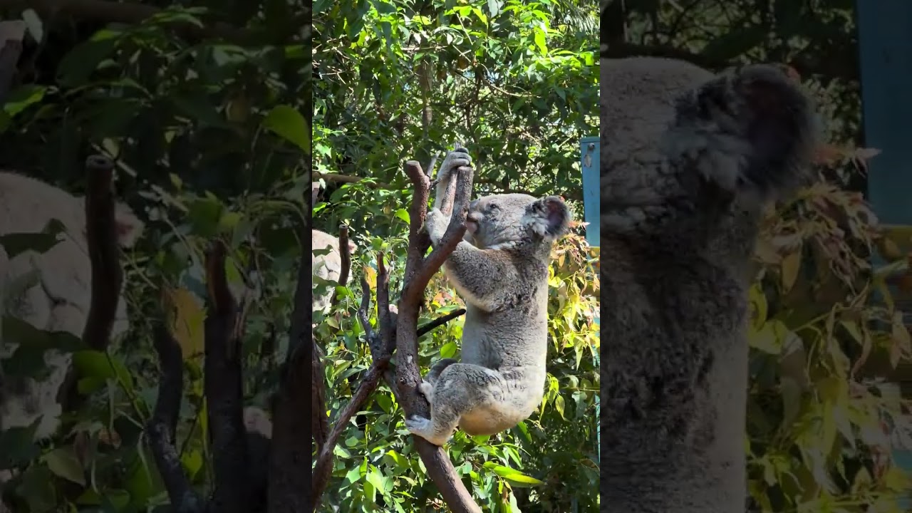 YouTube Short thumbnail