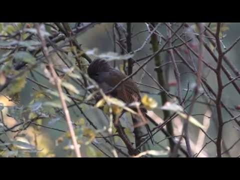 Prúžkavec sivohrdlý (Actinodura nipalensis) — starostlivosť, voliéra a kŕmenie