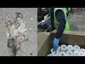 Shirts Clog Up Sewage In Northern Californian Town And Breathing While Asian