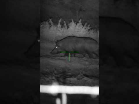 Hogzilla!! The Biggest Wild Hog I’ve Seen In Person #hoghunting