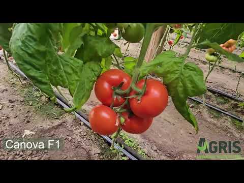 Canova F1 - Cultura de tomate în Matca, jud. Galați, fermier Costache Radu