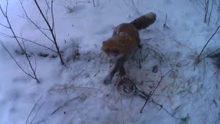 Как поставить капкан с приманкой на лису