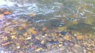 preview picture of video 'Trout in Bullpasture River (below Crab Run in McDowell)'