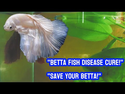 How to Treat Betta Fish Diseases | Complete Guide to Keep Your Betta Healthy and Happy