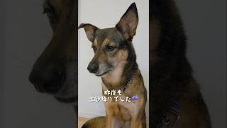 おはようまるちゃん🌞#雑種犬 #雑種 #保護犬 #犬のいる暮らし #いぬのいる生活 #犬のいる生活 #保護犬との暮らし #愛犬 #かわいい犬 #いぬ #犬 #犬動画