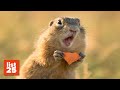 25 Amazing Animal Facts You Might Not Kn 25 Amazing Animal Facts You Might Not Kn
