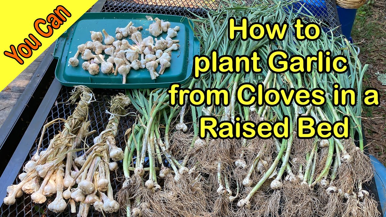 How to plant Garlic