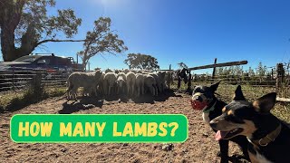 DO WE SELL OUR DRIES AND SINGLES??? | Preg Scanning Ewes | Australian Sheep Farming